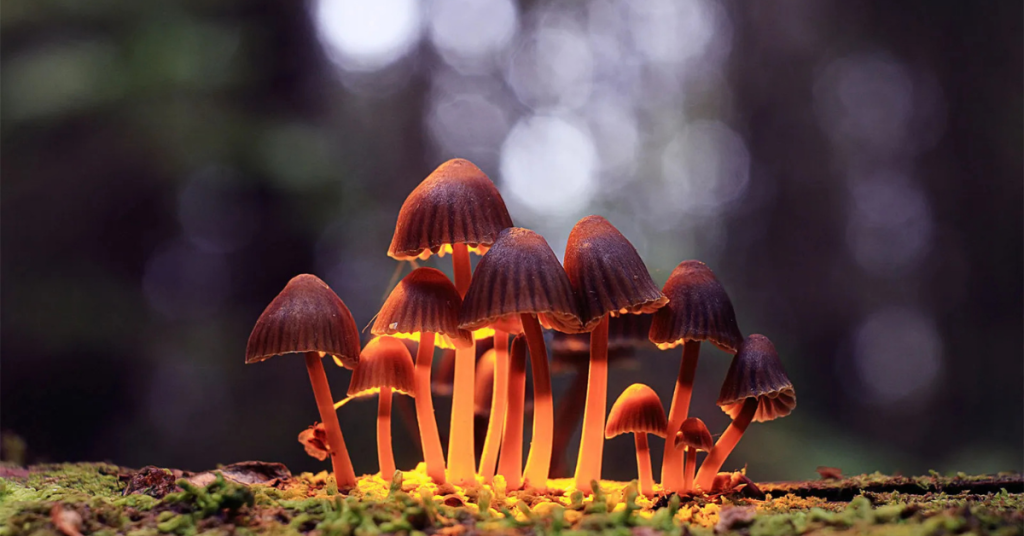 Shroom Vape: What It Is, What's Inside, Is It Legal?